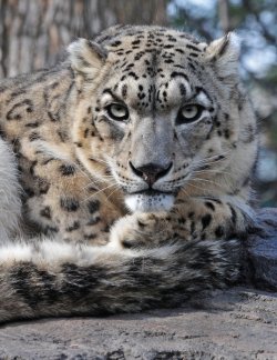 cute-dangerous:  Snow Leopard