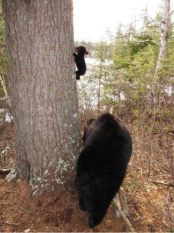awwww-cute:  Baby bear learning to climb 