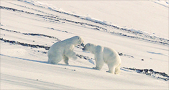 spiderman-on-lsd:  thepolarbearblog:  Male polar bear defending