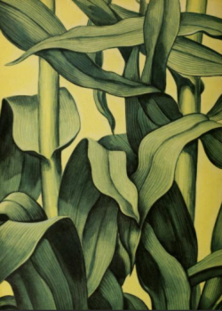 nemfrog:Corn. Domesticated plants. 1953. Back cover. 
