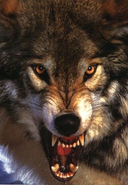 the darkblood of wolves..