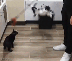 4gifs:  W A S T E D. [Pets of the week video]