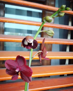florcieloliquido:  Porque no solo de suculentas vive uno Phalaenopsis