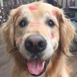 fabulous-fitblr:The only marks you should leave on a dog
