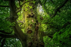 dehanginggarden:  old beech tree by EmmmBeee 