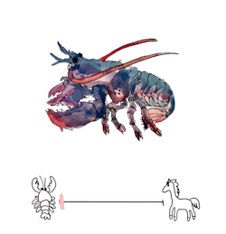 palossssssand:  Something for a project! Lobster>>>horse