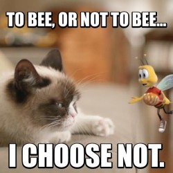 realgrumpycat:  To bee, or not to bee… I choose NOT. CC: @buzzthebee