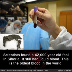 mindblowingfactz:  Scientists found a 42,000 year old foal in