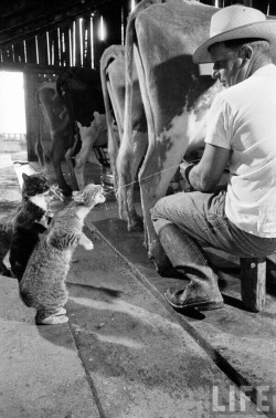 sixpenceee:  Cats catching squirts of milk during milking at