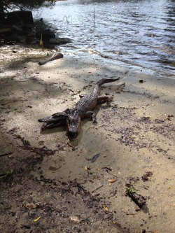 justinalanarnold:  Two-headed alligator spotted in Tampa, Florida
