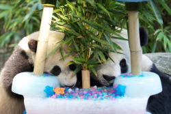 giantpandaphotos:  Bai Yun celebrated her 22nd birthday at the