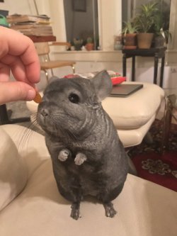 babyanimalgifs:  he’s trying a golden raisin for the first