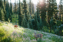 Mount Rainier Mornings