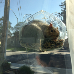 awwww-cute:Put up a bird feeder on the window hoping to do some