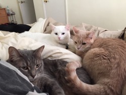 derpycats:  Melody (white), Leeloo (blonde), O'Malley (grey),