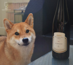 shibasommelier:  2012 Patricius Tokaji Furmint Száraz Dry Hehe