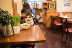 ileftmyheartintokyo:Cupie@Parisien Cafe 2 by torne (where’s