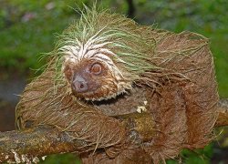 choochoobear:  ethicalbreakdance:  eternalsloth:  dirty sloths