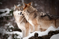  Mexican gray wolves (Canis lupus baileyi) at Brookfield Zoo