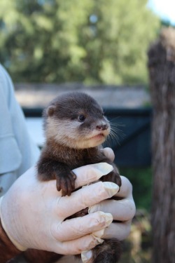 maggielovesotters:Ridiculously cute baby otters at Taronga Zoo