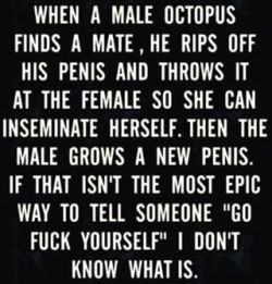 exotic1one:  Interesting..  #octopus  I know I’d love to