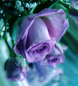 blooms-and-shrooms:  The Purple Heart by Ph0t0-girl 