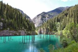 odditiesoflife:The Amazing Underwater Forest of Lake KaindyWhat