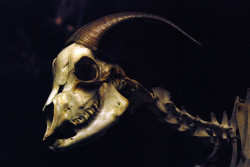 skullandbone:  goat by cform on Flickr. 