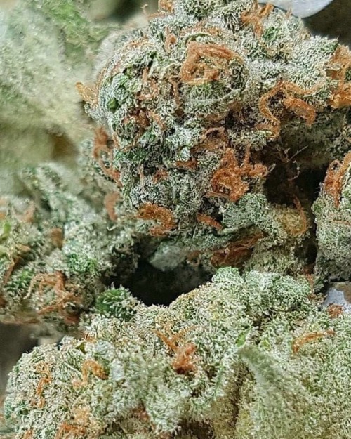 the-captainchronic:  crazy trichome coverage 