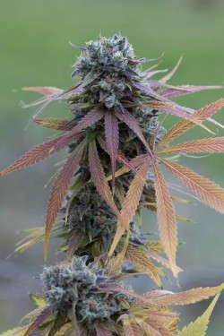 pineconeherb:    Blue Kush Autoflowering Feminised Seeds    http://www.howtogrowweed420.com/701.html