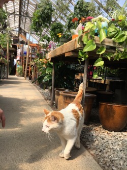 plantyr: Greenhouse kitty 😻e