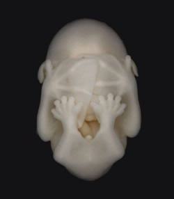 ink-heron:Bat Embryo