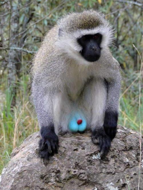 jaubaius:THE BLUE TESTICLE MONKEYThe vervet monkey (Chlorocebus