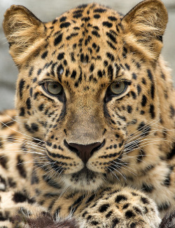 jaws-and-claws:  Amur Leopard_10Q7295 by day1953 on Flickr. 