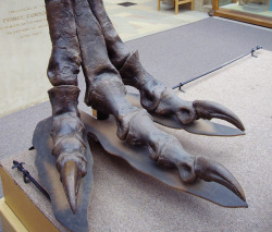 sixpenceee:  Comparison of a T-rex and emu foot.  