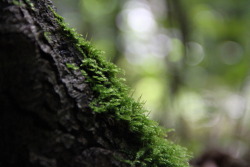 atmosfare:  Moss and Fungi \ Atmosfære on Tumblr          