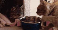 4gifs:Did you just…Yeah, what about it? You wanna go!? [video]