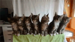 sizvideos:  Testing the Reflexes of Seven Kittens - Video 