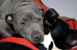 dogjournal:  PIT BULL COMFORTS SICK DOGS AT THE VET - “Dominic