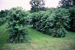 aphelia: Coffee trees