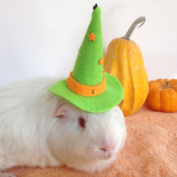 guineapiggies:  Alika Kalaida - Albert in Green Hat 		  		 		