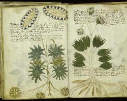 mothernaturenetwork:  The Voynich Manuscript is a detailed 240-page