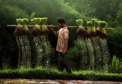 allahuramazda:  A farmer and water dripping by Yothin Insuk 