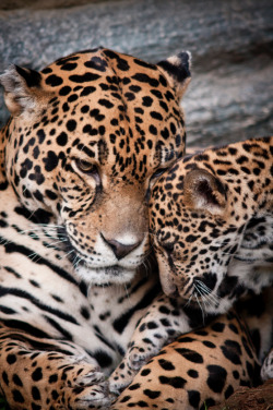 anythingfeline:  lucha_4 | kdc123 