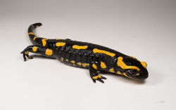 astronomy-to-zoology:  Fire Salamander (Salamandra salamandra)