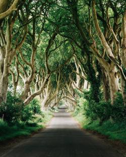 tannerwendell: dark hedges. armoy. northern ireland. Looked through