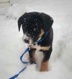 awwww-cute:  First snow!