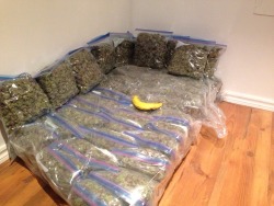 princeofcarrots:  empire420:Banana for scale Possession of marajuana?