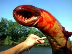 xprincess-jasmine:  unexplained-events:  Monster creature fished(by