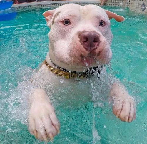 pitbullsoverload:  Fun InnThe Pool